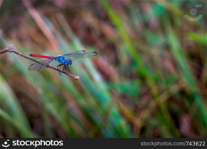 Lathrecista asiatica, the asiatic blood tail,is a species of dragonfly on the grass.