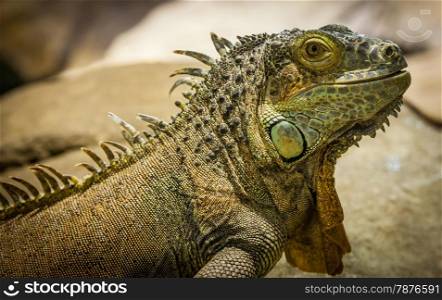 Latin name: Iguana Iguana. Size 150 cm totalling
