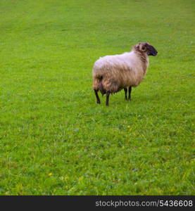 Latxa sheep in Pyrenees of Navarra grazing in meadow at Spain