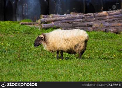 Latxa sheep in Pyrenees of Navarra grazing in meadow at Spain