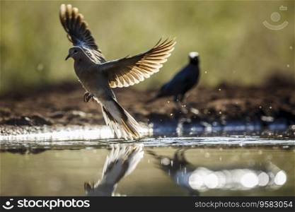 Laughing Dove flying over waterhole in Kruger National park, South Africa ; Specie Streptopelia senegalensis family of Columbidae. Laughing Dove in Kruger National park, South Africa
