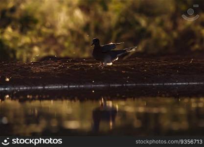 Laughing Dove landing at waterhole in backlit at sunset in Kruger National park, South Africa ; Specie Streptopelia senegalensis family of Columbidae. Laughing Dove in Kruger National park, South Africa