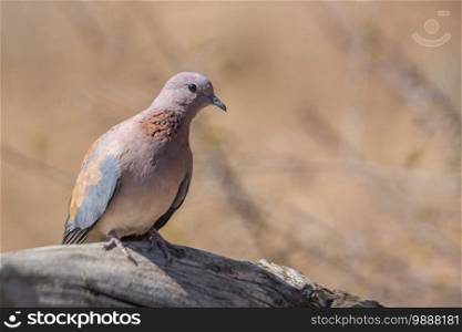 Laughing Dove standing in a log with blur background in Kruger National park, South Africa   Specie Streptopelia senegalensis family of Columbidae. Laughing Dove in Kruger National park, South Africa