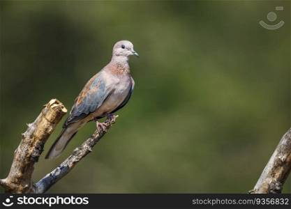 Laughing Dove standing on a branch isolated in natural background in Kruger National park, South Africa   Specie Streptopelia senegalensis family of Columbidae. Laughing Dove in Kruger National park, South Africa