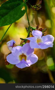 Laurel clock vine, Blue trumpet vine,Thunbergia laurifolia, Acanthaceae,flower vine with bokeh background.The herb for detoxing the body in Thailand.