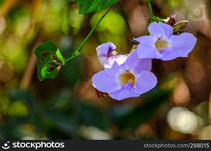 Laurel clock vine, Blue trumpet vine,Thunbergia laurifolia, Acanthaceae,flower vine with bokeh background.The herb for detoxing the body in Thailand.