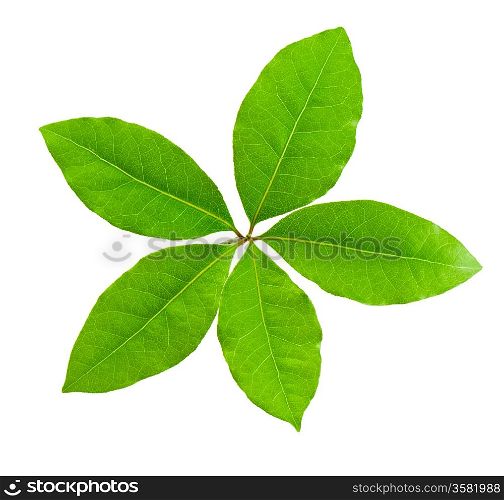Laurel leaf isolated on white