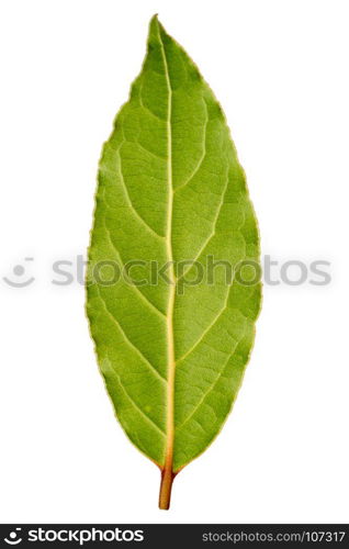 Laurel leaf isolated on white background