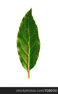 Laurel leaf isolated on white background