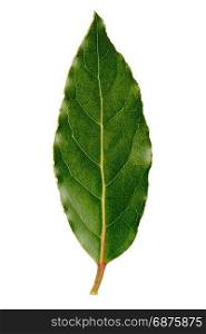 Laurel leaf isolated on white background.