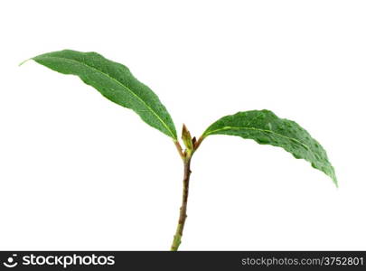 Laurel plant isolated on white background