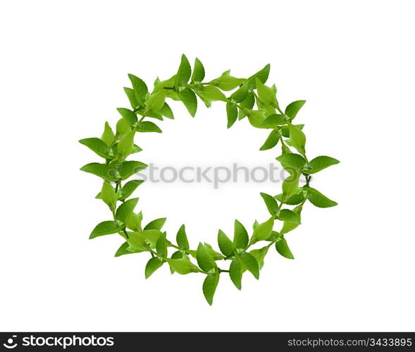 Laurel Wreath made by fresh Green leaves isolated on white,