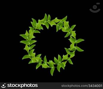 Laurel Wreath made by fresh Green leaves isolated on white,
