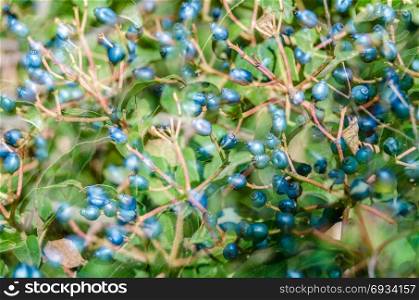 Laurestine plant (Viburnum tinus) detail, nature background