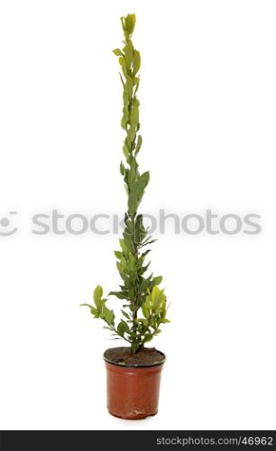 Laurus nobilis in front of white background