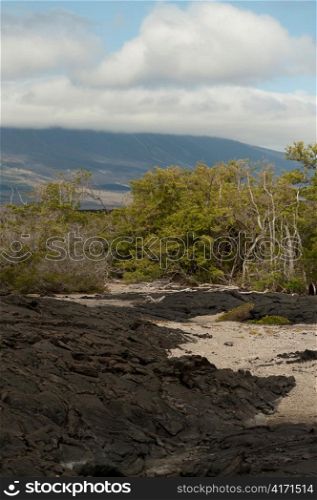Lava rocks, Punta Espinoza, Fernandina Island, Galapagos Islands, Ecuador