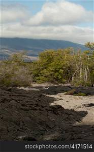Lava rocks, Punta Espinoza, Fernandina Island, Galapagos Islands, Ecuador