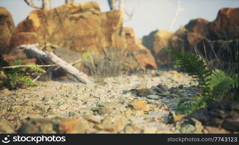 lava stone field with dead trees and plants