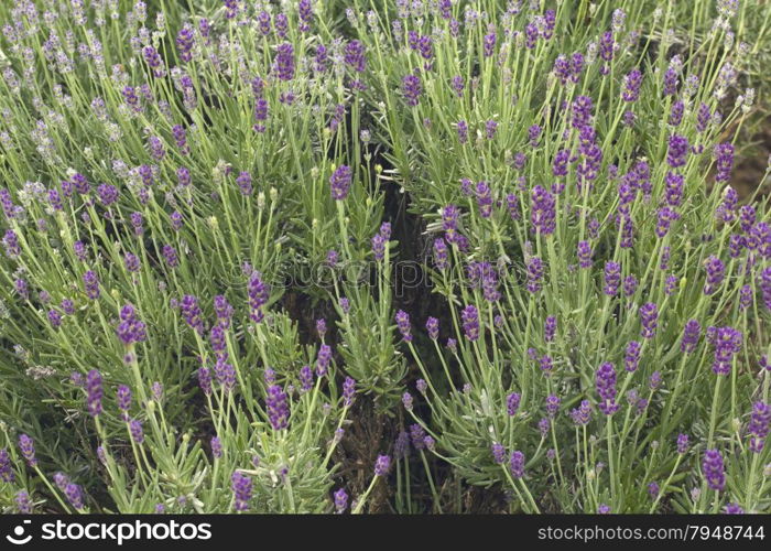 Lavander Bush on the Field