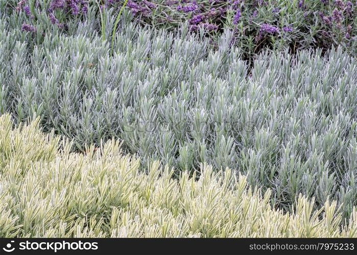 lavandula (lavender) foliage and flowers background, flower bed with three plant varieties