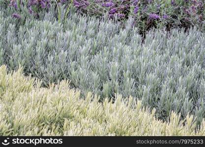 lavandula (lavender) foliage and flowers background, flower bed with three plant varieties