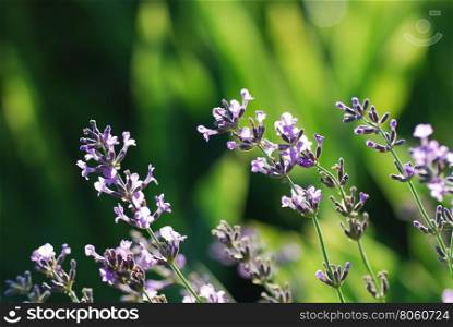 Lavendel flowers closeup by a soft green background