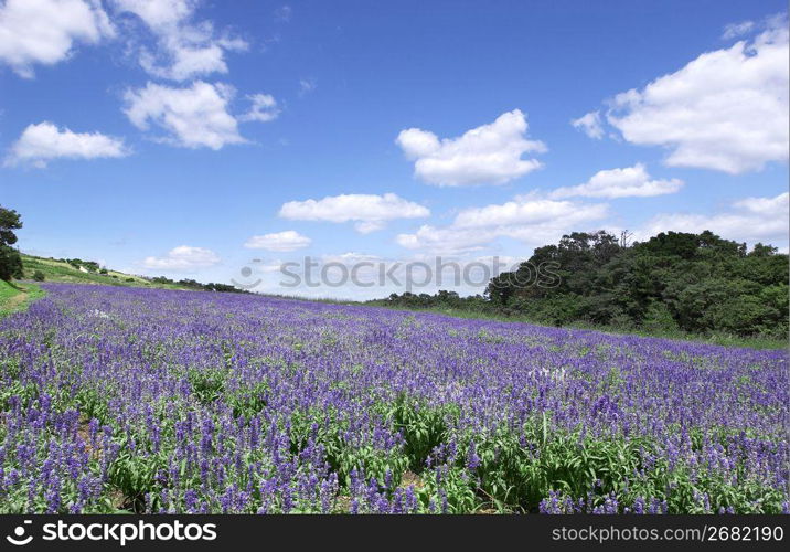 Lavender