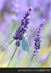 Lavender and butterfly in the field. Lavender and butterfly