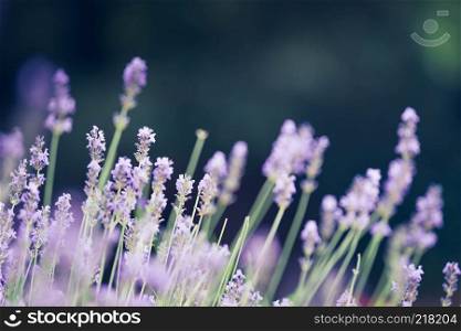 Lavender, background with bokeh , toned