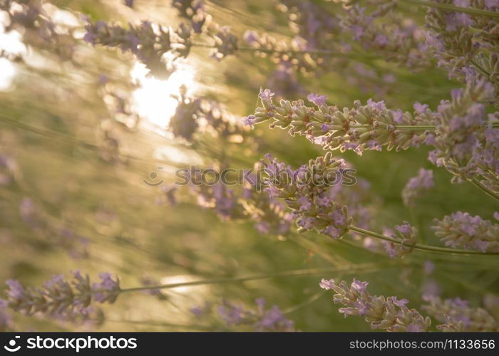 Lavender backlit by early morning sun
