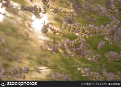 Lavender backlit by early morning sun