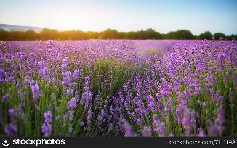 Lavender beautiful meadow. Spring time. Nature composition.