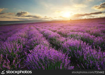 Lavender beautiful meadow. Spring time. Nature composition.