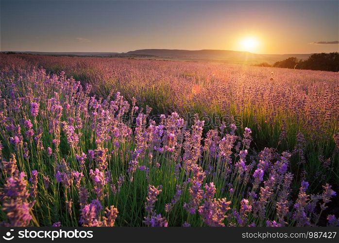 Lavender beautiful meadow. Spring time. Nature composition.