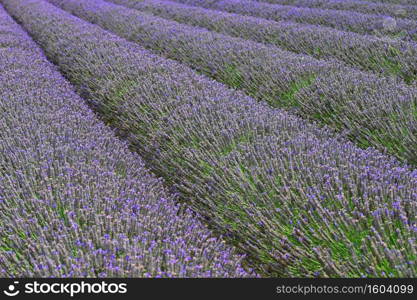 Lavender. Beautifully blooming violet plant - Lavandula angustifolia  Lavandula angustifolia 