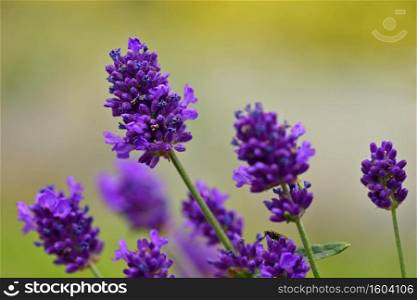 Lavender. Beautifully blooming violet plant - Lavandula angustifolia  Lavandula angustifolia 