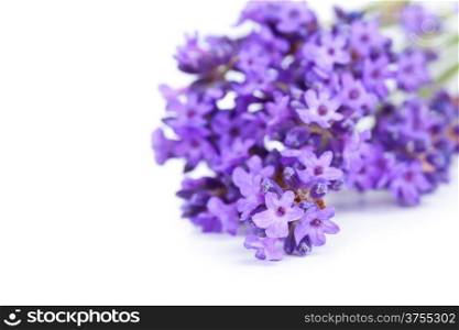 Lavender bunch on white background. Copy space. Macro shot