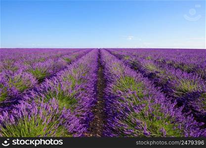 Lavender bushes rows at lavender field