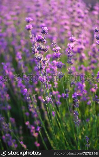 Lavender closeup. Composition of nature.
