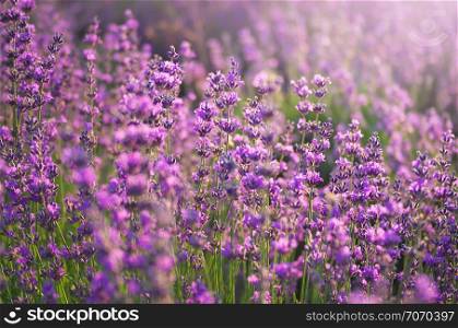 Lavender closeup. Composition of nature.