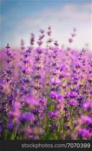 Lavender closeup. Composition of nature,