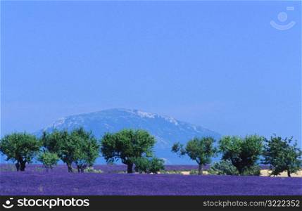 Lavender Field and Mountian