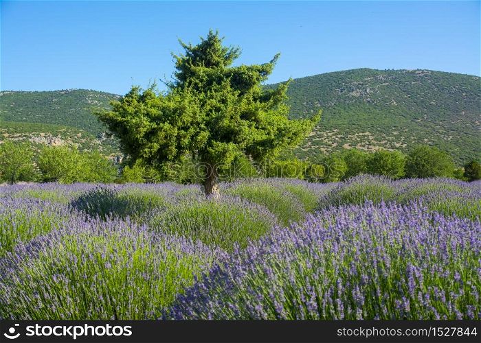 Lavender field and the only tree in the middle in Isparta / Turkey