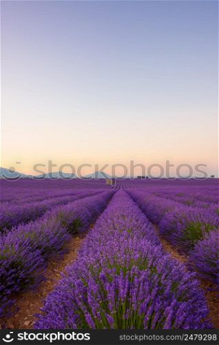 Lavender field at sunrise Valensole Plateau Provence iconic french landscape fields with rows of blossoming lavender bushes