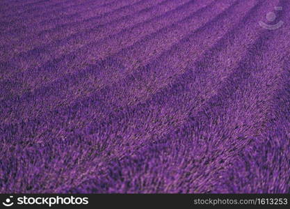 lavender field background