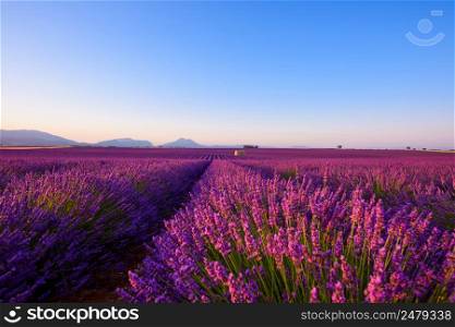 Lavender field beautiful endless rows of flowers with mountains and lonely farm house at sunrise