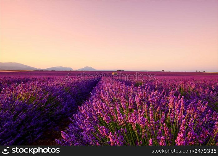 Lavender field blooming in Provence France focus on foreground flowering bush