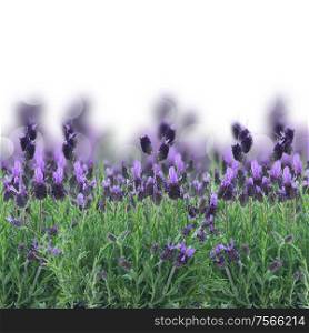 Lavender field flowers border isolated on white background. Lavender flowers on white