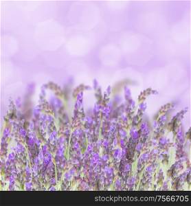 Lavender field flowers isolated on white background