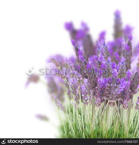 Lavender field flowers isolated on white background. Lavender field flowers